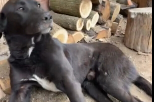 video caine batut pana la paralizie in alba autorii ar fi stapanul si copiii sai val de reactii prin care se cere pedepsirea vinovatilor 69ca9cad81e60