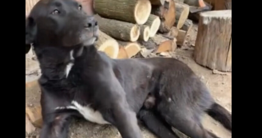 video caine batut pana la paralizie in alba autorii ar fi stapanul si copiii sai val de reactii prin care se cere pedepsirea vinovatilor 69ca9cad81e60