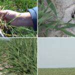 video risc de seceta in vestul si centrul tarii in banat nu a mai plouat de doua saptamani s ar putea sa fie capacul pentru unii fermieri 69bb9d390fbf6