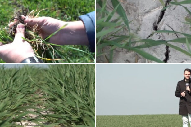 video risc de seceta in vestul si centrul tarii in banat nu a mai plouat de doua saptamani s ar putea sa fie capacul pentru unii fermieri 69bb9d390fbf6