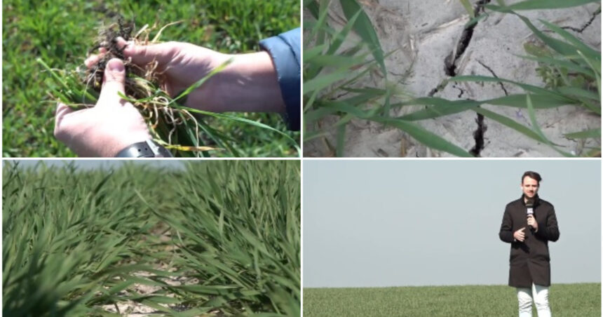 video risc de seceta in vestul si centrul tarii in banat nu a mai plouat de doua saptamani s ar putea sa fie capacul pentru unii fermieri 69bb9d390fbf6