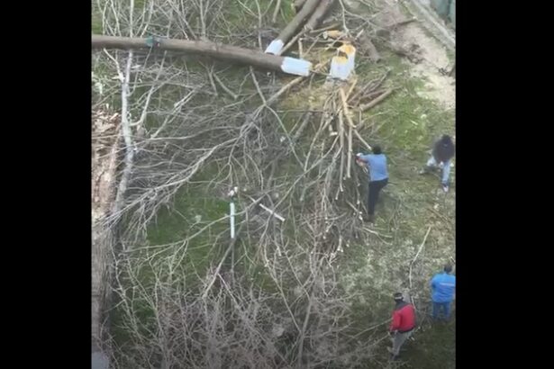 video scandalul din zona abator ia amploare au fost taiati copacii in zona unde cambela vrea sa faca parcare 69c4e040080d3