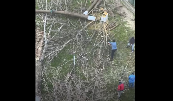 video scandalul din zona abator ia amploare au fost taiati copacii in zona unde cambela vrea sa faca parcare 69c4e040080d3