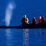 videofoto interventie de urgenta pe coasta marii baltice pentru salvarea unei balene esuate in nordul germaniei 69c1b967b0f67