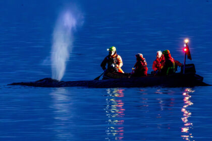 videofoto interventie de urgenta pe coasta marii baltice pentru salvarea unei balene esuate in nordul germaniei 69c1b967b0f67