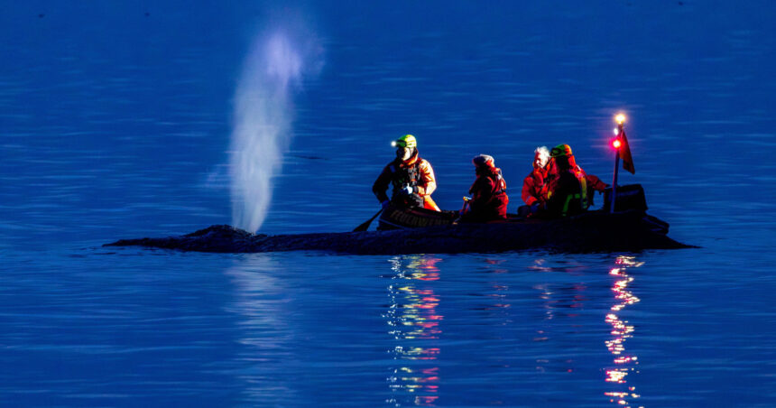 videofoto interventie de urgenta pe coasta marii baltice pentru salvarea unei balene esuate in nordul germaniei 69c1b967b0f67