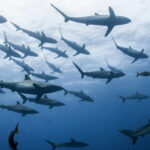 zeci de rechini din bahamas depistati pozitiv la cocaina cafeina si analgezice cercetatorii trag un semnal de alarma 69c52bdcc5100