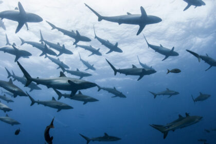 zeci de rechini din bahamas depistati pozitiv la cocaina cafeina si analgezice cercetatorii trag un semnal de alarma 69c52bdcc5100