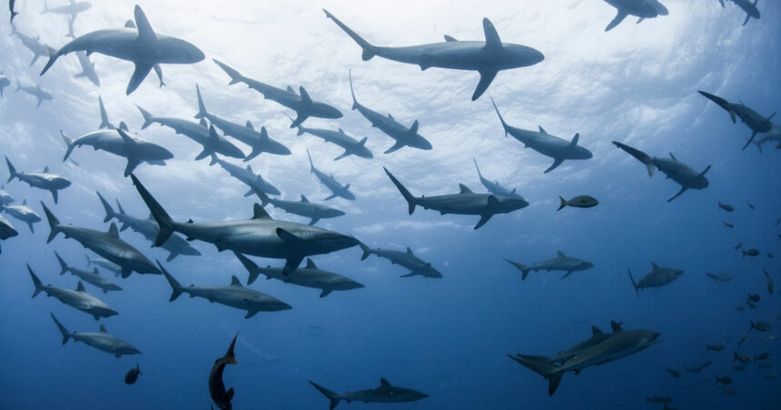 zeci de rechini din bahamas depistati pozitiv la cocaina cafeina si analgezice cercetatorii trag un semnal de alarma 69c52bdcc5100