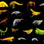 zeci de specii necunoscute au fost descoperite intr o cercetare majora in oceanul pacific 69c9408b44c22