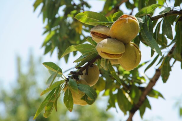 7 alimente esentiale pe care ar trebui sa le mancam chiar de azi 69d51e1e7c9e0