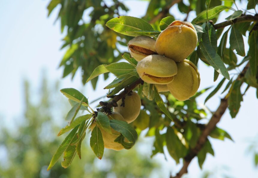 7 alimente esentiale pe care ar trebui sa le mancam chiar de azi 69d51e1e7c9e0