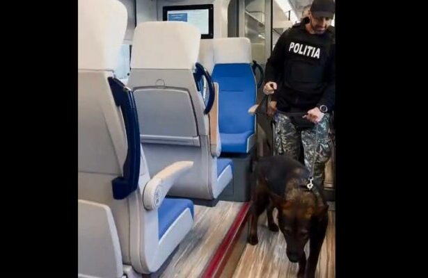 actiune de amplore a politistilor in statiile de cale ferata din constanta 69d51d204d2ca