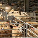 algeria vrea sa importe peste un milion de ovine din romania in 2027 in premiera sunt incluse si livrari de carne 69ce47fd64686