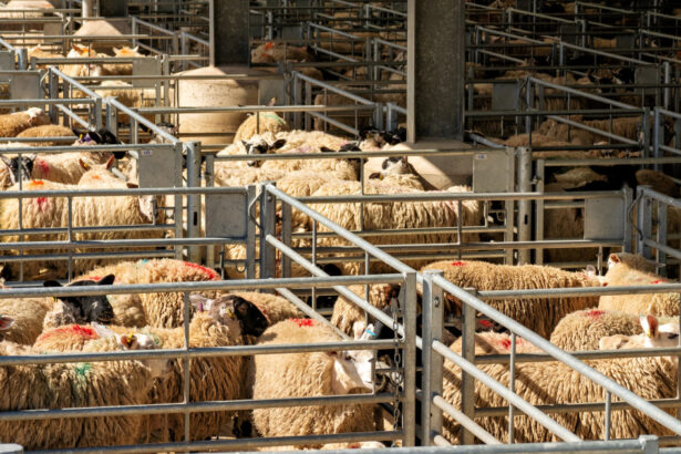 algeria vrea sa importe peste un milion de ovine din romania in 2027 in premiera sunt incluse si livrari de carne 69ce47fd64686