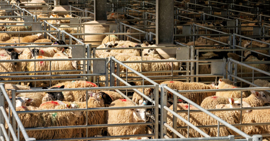 algeria vrea sa importe peste un milion de ovine din romania in 2027 in premiera sunt incluse si livrari de carne 69ce47fd64686