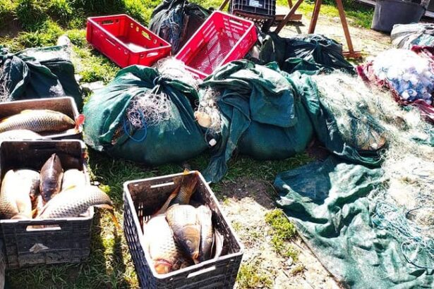 braconaj piscicol in judetul tulcea noi dispozitive artizanale pentru pescuit electric gasite de politistii de frontiera 69f06a2f4e630