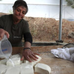 branza halloumi in pericol fermierii ciprioti se confrunta cu o epidemie mortala iar solutia depinde de acordul turcilor din nord 69dbc68be12d3