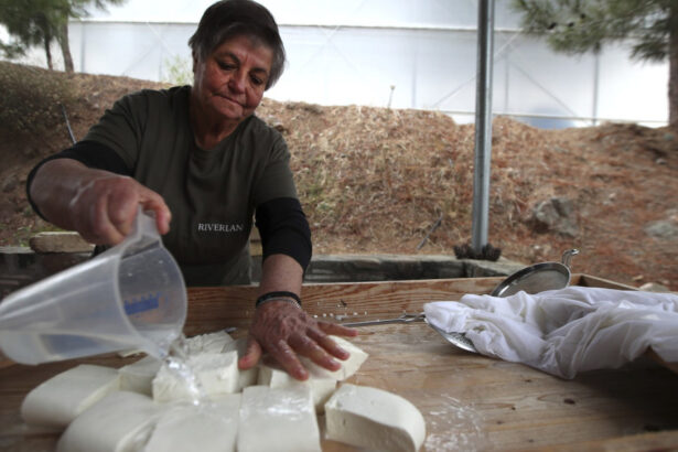 branza halloumi in pericol fermierii ciprioti se confrunta cu o epidemie mortala iar solutia depinde de acordul turcilor din nord 69dbc68be12d3