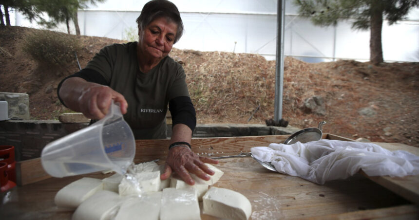 branza halloumi in pericol fermierii ciprioti se confrunta cu o epidemie mortala iar solutia depinde de acordul turcilor din nord 69dbc68be12d3