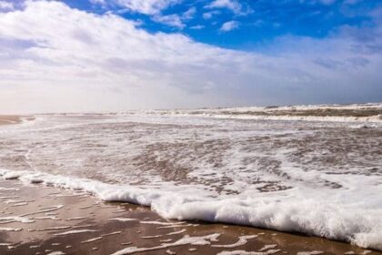 cadavrul unei vaci gasit pe plaja din zona santa maria bay oficial din partea ipj constanta 69ef34e003a8a