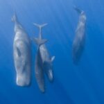 casalotii vorbesc aproape la fel ca oamenii au descoperit cercetatorii 69df9c0b1ac6c