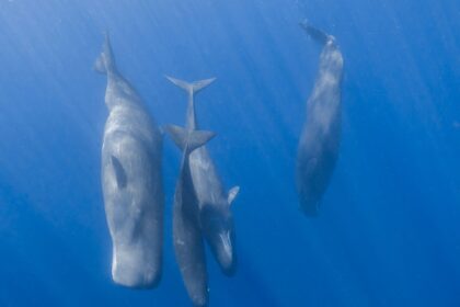 casalotii vorbesc aproape la fel ca oamenii au descoperit cercetatorii 69df9c0b1ac6c