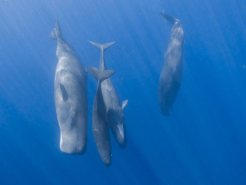 casalotii vorbesc aproape la fel ca oamenii au descoperit cercetatorii 69df9c0b1ac6c