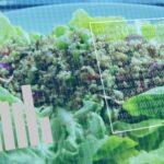 ce ar trebui sa mancam la fiecare varsta si cum se schimba nevoile nutritionale de a lungul vietii 69db4c528eb50