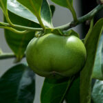 ce este arborele mortii cel mai periculos copac din lume 69f1785590c30