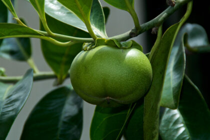 ce este arborele mortii cel mai periculos copac din lume 69f1785590c30