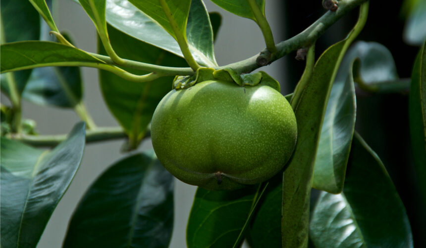 ce este arborele mortii cel mai periculos copac din lume 69f1785590c30