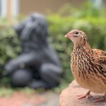 ce se intampla cu pasarile care dedica mai multa energie cresterii puilor 69e0ed7f76f99