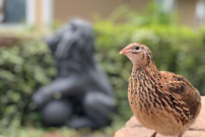 ce se intampla cu pasarile care dedica mai multa energie cresterii puilor 69e0ed7f76f99