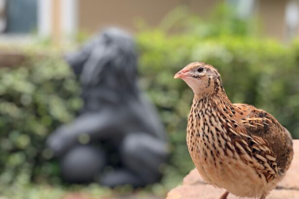 ce se intampla cu pasarile care dedica mai multa energie cresterii puilor 69e0ed7f76f99