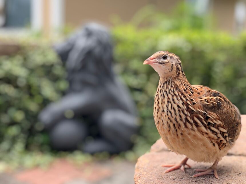 ce se intampla cu pasarile care dedica mai multa energie cresterii puilor 69e0ed7f76f99