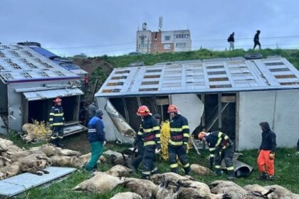 ce spun politistii constanteni despre accidentul de la navodari in urma caruia au murit 160 de oi 69e7414439023