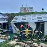 ce spun politistii ipj constanta despre accidentul rutier in urma caruia au murit 160 de oi 69e73dbfd9482