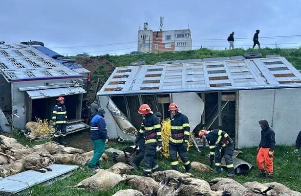ce spun politistii ipj constanta despre accidentul rutier in urma caruia au murit 160 de oi 69e73dbfd9482