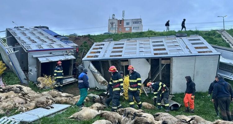 ce spun politistii ipj constanta despre accidentul rutier in urma caruia au murit 160 de oi 69e73dbfd9482