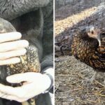 cea mai batrana gaina din lume este din rasa golden sebright recordul a fost omologat de guinness 69e6fa7109f8f