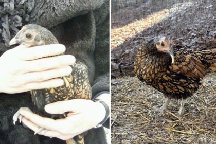 cea mai batrana gaina din lume este din rasa golden sebright recordul a fost omologat de guinness 69e6fa7109f8f