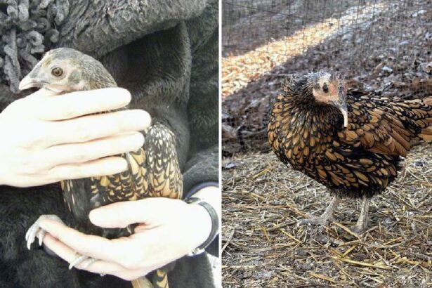 cea mai batrana gaina din lume este din rasa golden sebright recordul a fost omologat de guinness 69e6fa7109f8f