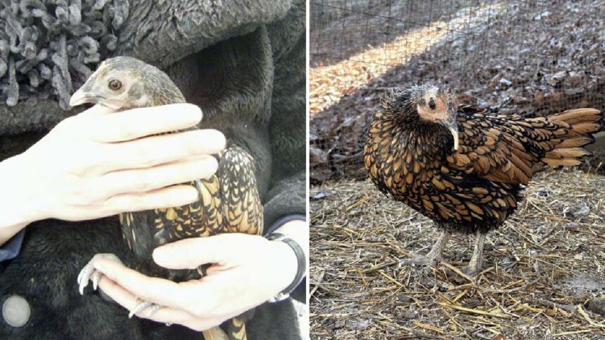 cea mai batrana gaina din lume este din rasa golden sebright recordul a fost omologat de guinness 69e6fa7109f8f