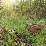 cea mai lenta pasare de pe planeta se taraste prin aer 69ec406606ab1