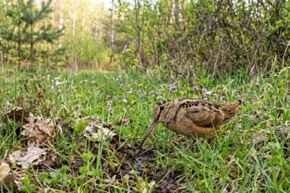 cea mai lenta pasare de pe planeta se taraste prin aer 69ec406606ab1