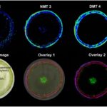 cercetatorii au creat o planta care produce 5 substante psihedelice in acelasi timp 69cfd14eb00e9
