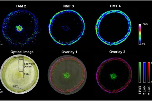 cercetatorii au creat o planta care produce 5 substante psihedelice in acelasi timp 69cfd14eb00e9
