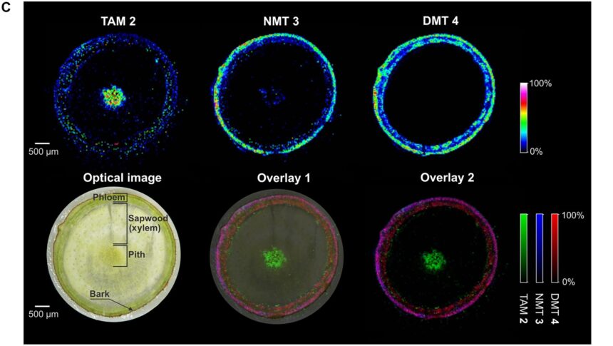 cercetatorii au creat o planta care produce 5 substante psihedelice in acelasi timp 69cfd14eb00e9