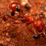 cercetatorii au descoperit un nou comportament al furnicilor 69de5f8ebbead